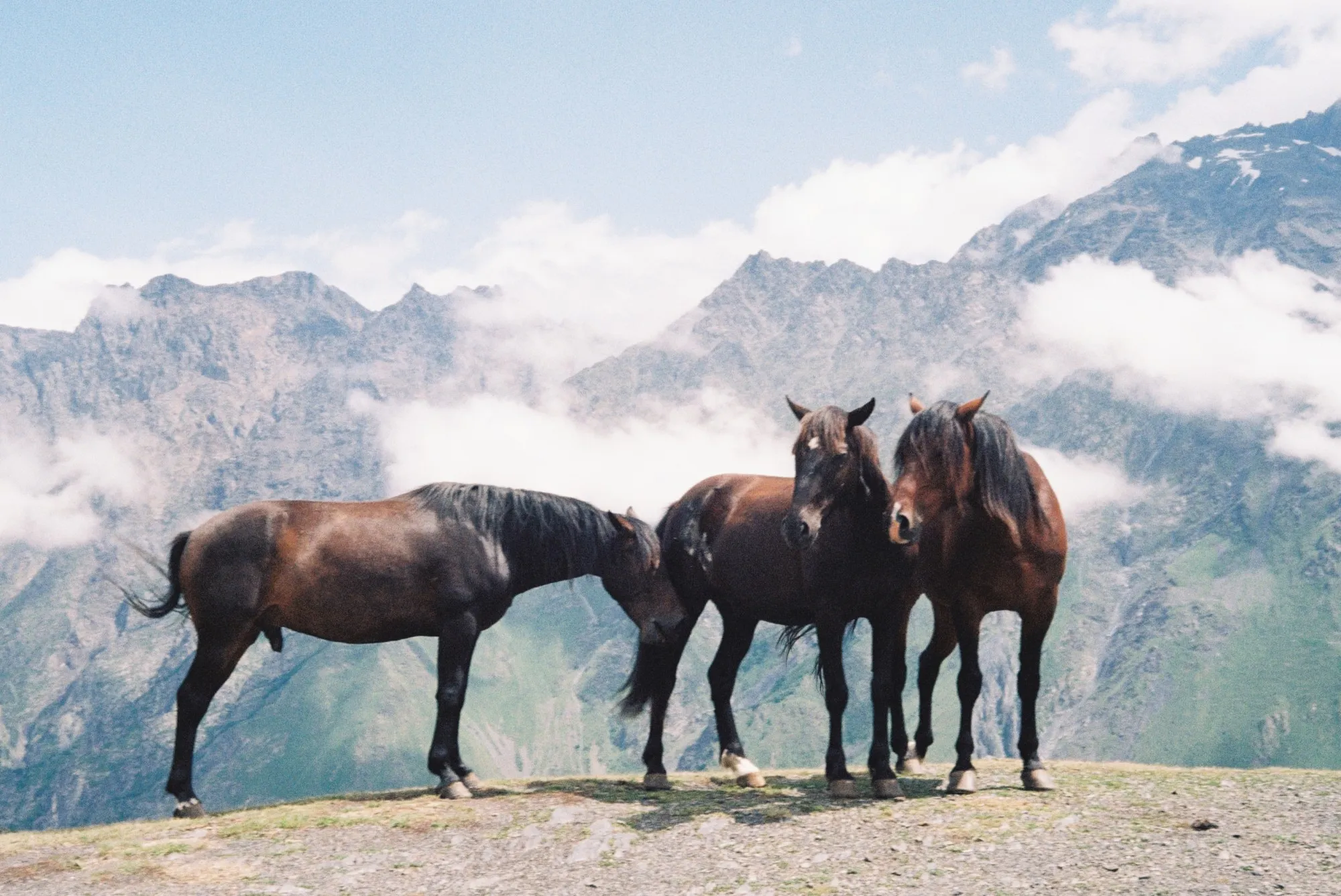 Scene horses